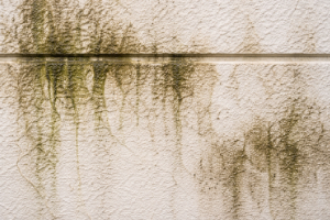 汚れ・コケ・カビ